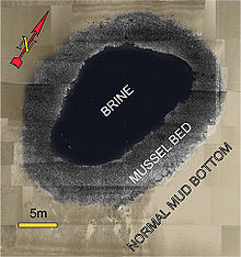 NOAA rendering of a brine pool in the Gulf of Mexico Brine pool.jpg