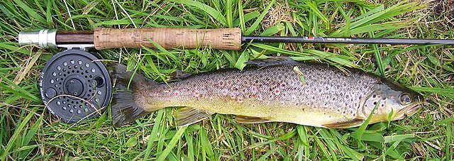 Pesca con mosca - Wikipedia, la enciclopedia libre