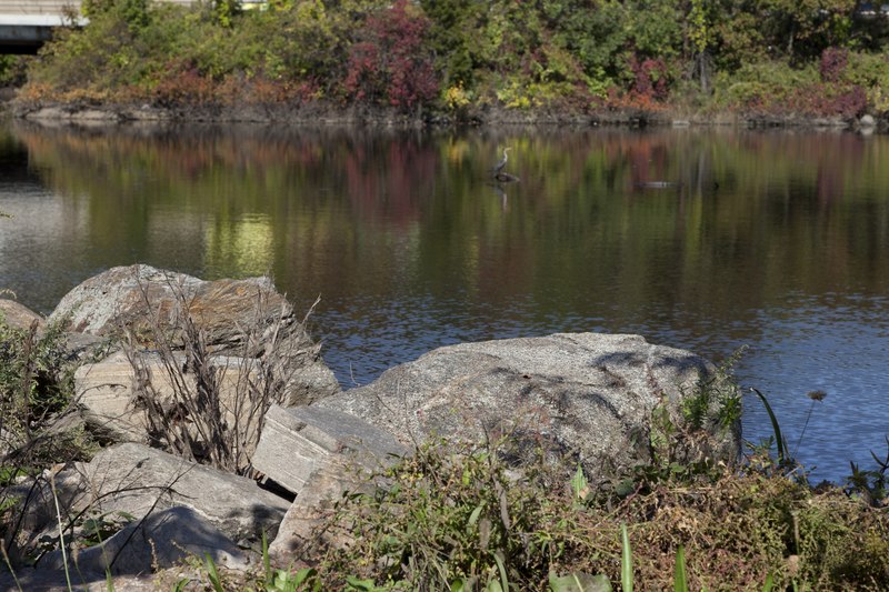 File:Bruce Park, Greenwich, Connecticut LCCN2012631335.tif