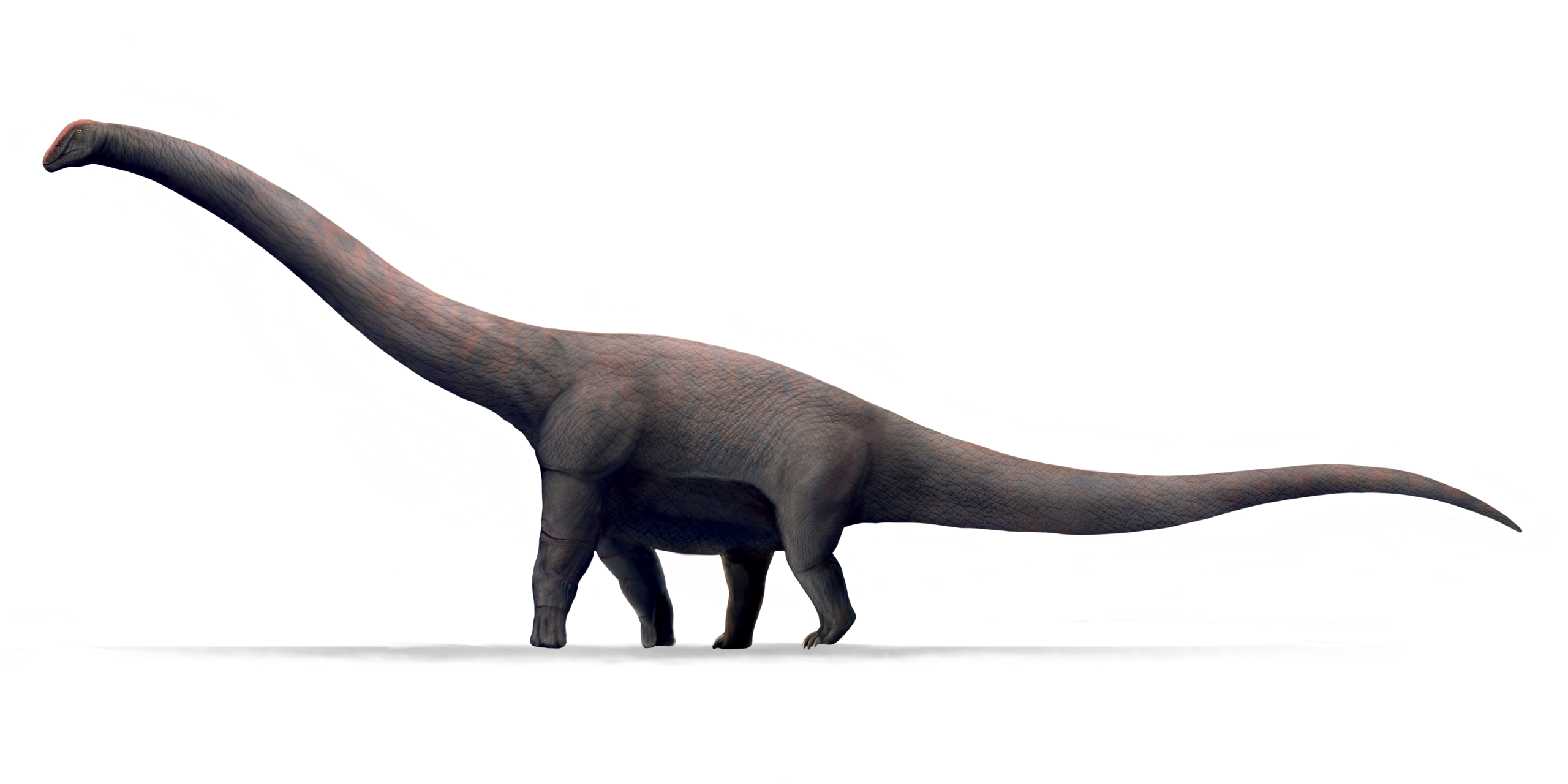 Bruhathkayosaurus matleyi updated.png