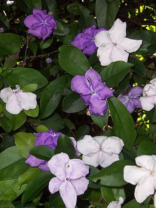 <i>Brunfelsia uniflora</i> Species of plant in the family Solanaceae