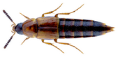 Bryophacis crassicornis