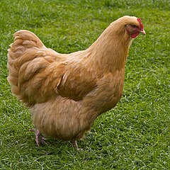 Buff Orpington breed chicken