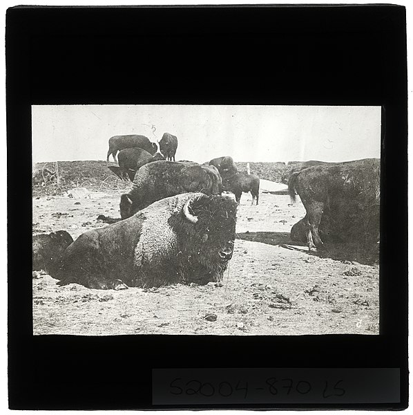 File:Buffalo Herd (S2004-870 LS).jpg