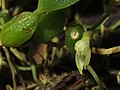 Bulbophyllum inconspicuum 2.JPG