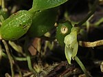 Thumbnail for Bulbophyllum inconspicuum