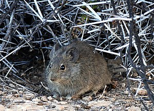 Bush lamellar tooth rat (Myotomys unisulcatus)