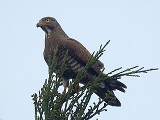 <span class="mw-page-title-main">Grey-faced buzzard</span> Species of bird