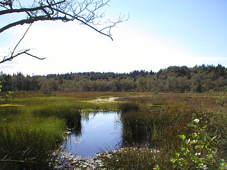 Butschimoor