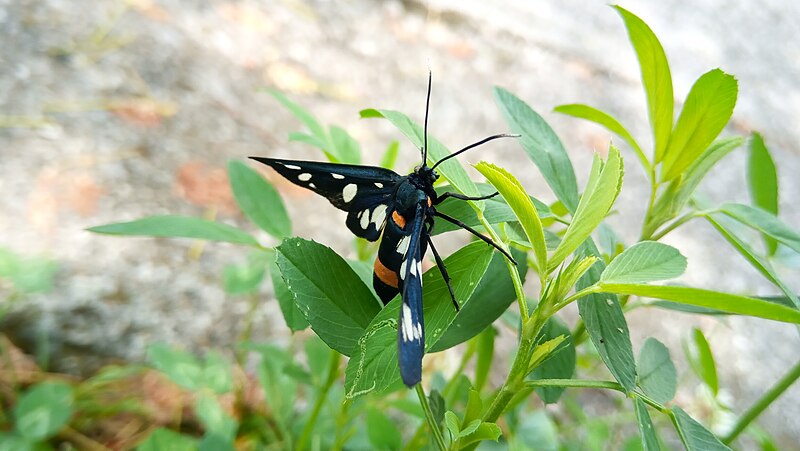 File:Butterfly 25.jpg
