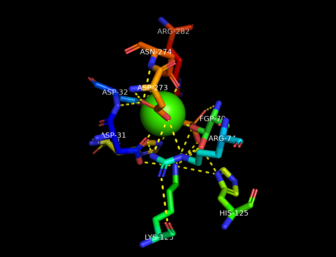 Active site of N-sulfoglucosamine sulfohydrolase enzyme. Generated from 4MHX. C183-4MHX Active Site.png