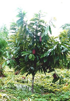 Cacau de flor grande de 4 anos (Theobroma grandiflorum) em uma plantação perto de Manaus