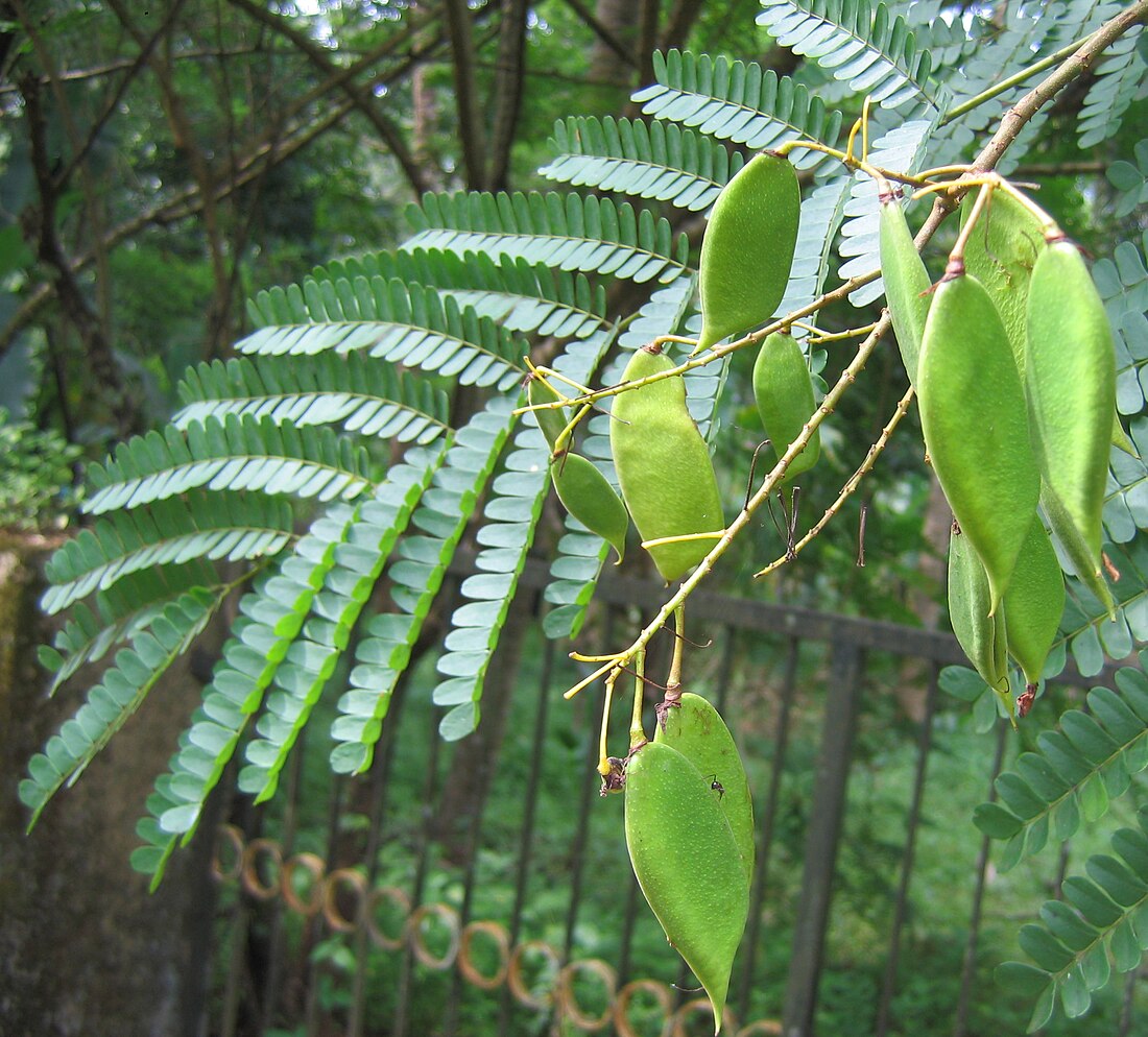 Pokok Sepang