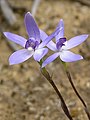 Caladenia amplexans