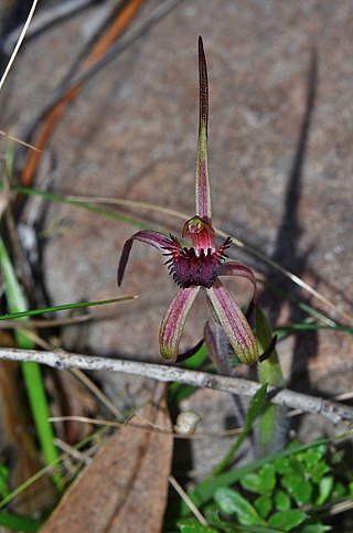 <i>Caladenia caudata</i> Species of orchid