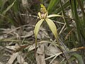 Caladenia orientalis