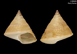 Calliostoma emmanueli