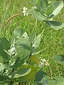 Calotropis gigantea