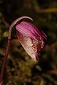 Calypso bulbosa