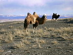 Kamelen in het district Kosj-Agatsjski