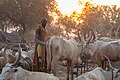 Campamento de ganado de la tribu Mundari, Terekeka, Sudán del Sur, 2024-01-30, DD 45
