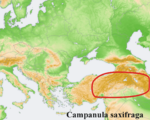 Campanula distribution map Campanula saxifraga.png