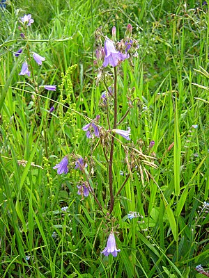 Steppe Bellflower (Campanula sibirica)