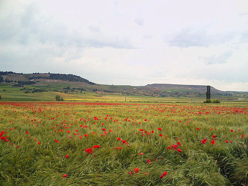 File:Campo.JPG