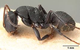 Camponotus edmondi