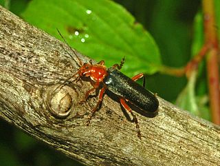 <i>Cantharis livida</i> Species of beetle