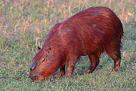 Capybara (Hydrochoerus hydrochaeris) alpha male.JPG