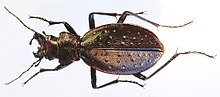 Miniatura para Carabus irregularis