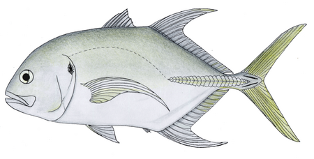 Caranx_fischeri