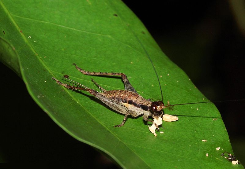 File:Cardiodactylus sp juvenile.jpg