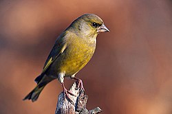 Carduelis chloris 3 (Marek Szczepanek).jpg