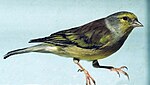 Carduelis corsicana.JPG