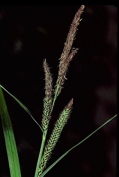 Fișier:Carex acutiformis eF.jpg