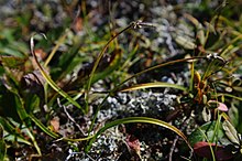 Carex argunensis-MW0034779-live-2.jpg