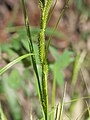 花序のやや下の部分