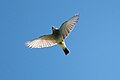 Cassin's Kingbird (Tyrannus vociferans) in Lower Huachuca Canyon