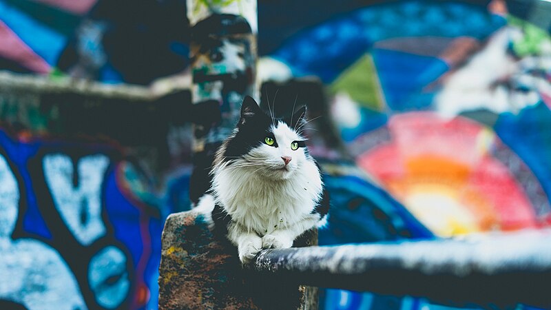 File:Cat and street art (Unsplash).jpg
