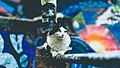 Cat and street art (Unsplash).jpg
