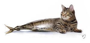 Catfish hybrid.jpg