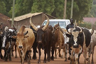 fotografia de rebanho de gado cruzando as ruas de Juba.