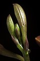 Cattleya milleri