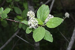 Описание изображения Ceanothus sanguineus 4841.JPG.