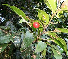 Celtis mildbraedii fruit Pigeon Valley 09 05 2010.JPG