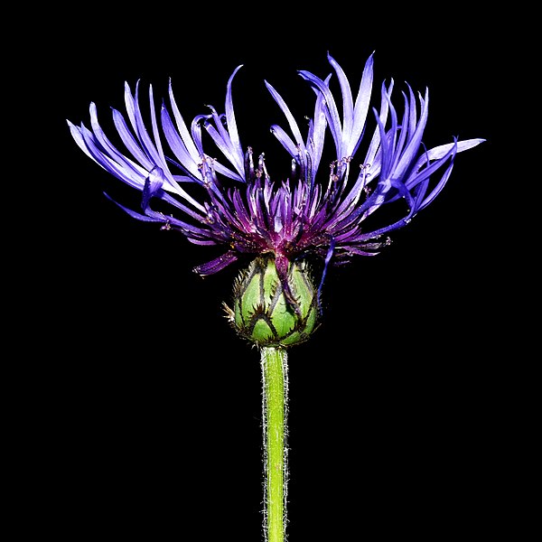 File:Centaurea montana20200930 17141.jpg