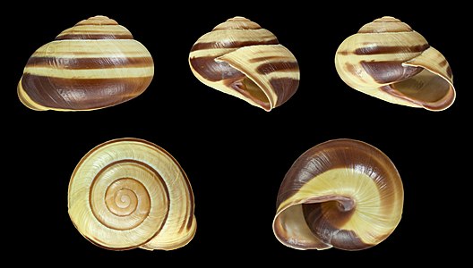 Cepaea nemoralis var. libellula lutescens fasciata ::3(45)