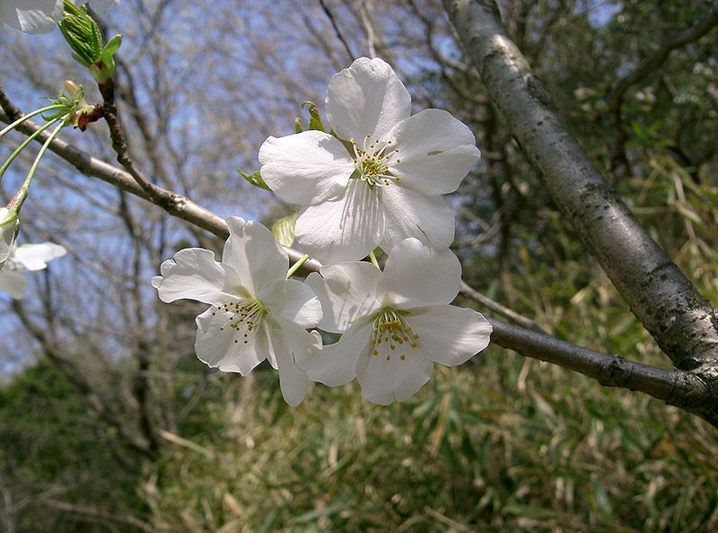 File:Cerasus speciosa3.jpg